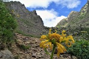 42 Per la Sfinge fiori di Doronico (Dorronicum grandiflorum)